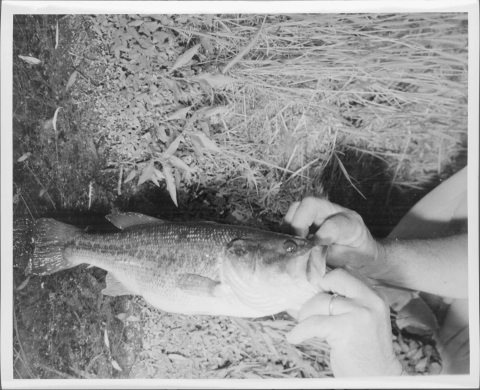 Largemouth Bass, being held up out of the water by a pair of hands