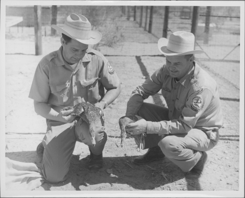 Pair of Mexican Black Ducks being held by two Refuge personnel.