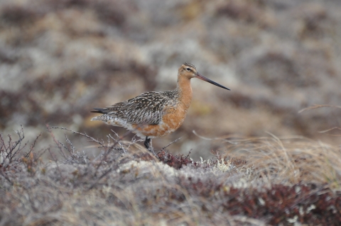 A orange bodied bird with a long, slightly upturned bill walks in the grassy tundra