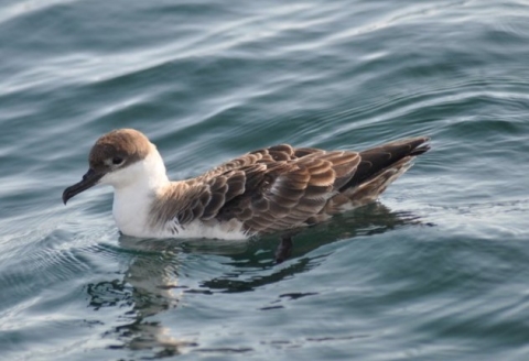 A great shearwater floating in the ocean