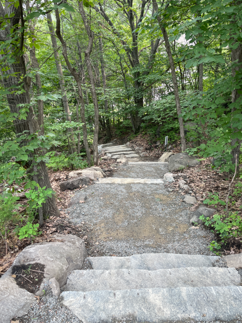 a stone stairway leads down into the forest