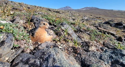 An orange-colored sandpiper sits on its nest, surrounded by rocky tundra and a mountainous background