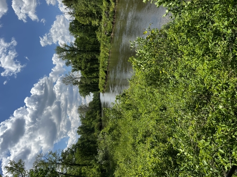 The Kankakee River in Indiana, taken from the levee of a property that Ducks Unlimited purchased to transfer to the DNR to expand an existing fish and wildlife area.