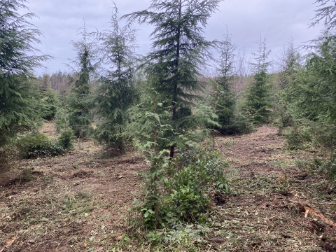 A young forest in Washington State after a thinning operation to improve forest health and resiliency. 