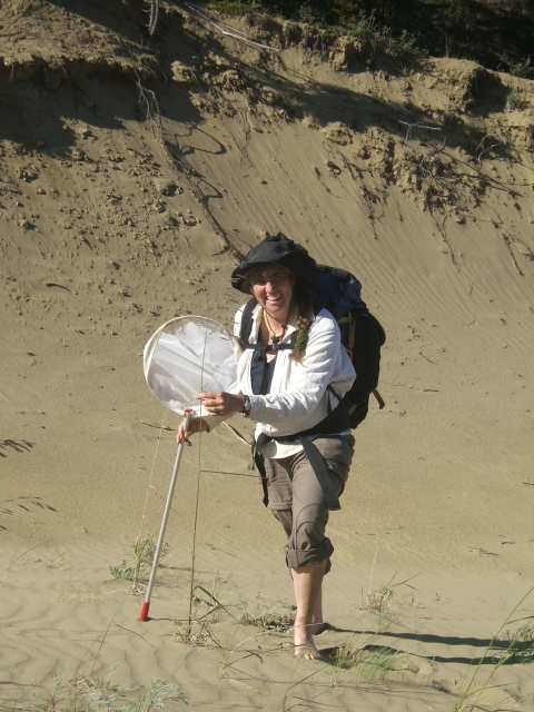 A person wearing a backpack and holding a net in one hand, holds long piece of vegetation sticking out from a sand dune and smiles.