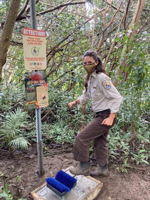 A Park Ranger at a boot scrub station. Lush jungle surrounds her.