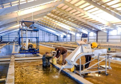 two biologists conduct a monthly sampling of lake trout yearlings in a hatchery facility