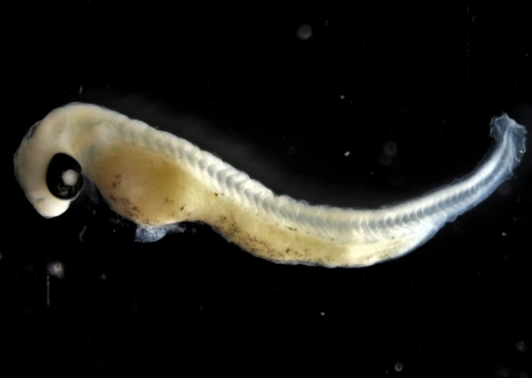 A tiny fish larval set against a dark background. The small fish has not fully developed so no fins, gills etc. 