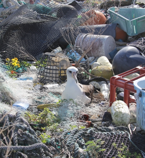 A large white seabird sits surrounded by debris including old rope, netting, plastic crates and a bucket
