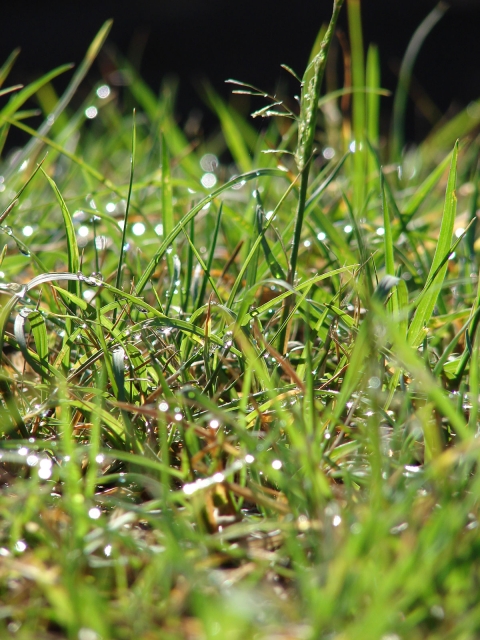 Close-up of dew-covered grassy area.
