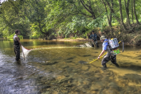 Two people hold a net in a stream while a third person uses electro-fishing equipment to temporarily stun fish