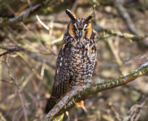 A long-eared owl perched on a branch