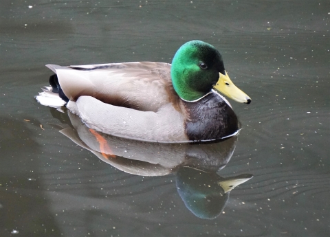 A mallard floating in water at Billy Frank Jr. Nisqually National Wildlife Refuge
