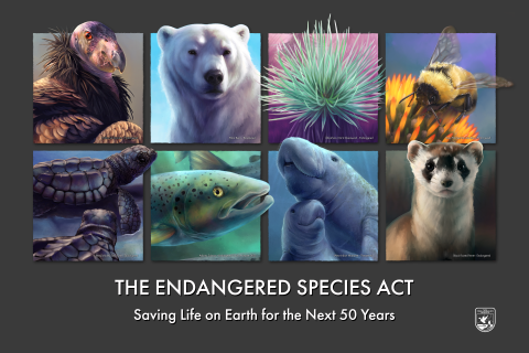 graphics of condor, polar bear, Kaʻū silversword, bumblebee, sea turtles, salmon, manatees, and ferret, 