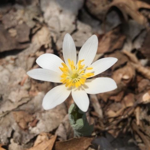 A bloodroot flower with 8 white petals and a yellow middle is the center focus of the photo with fallen, dried brown leaves on the forest floor surrounding the plant. 