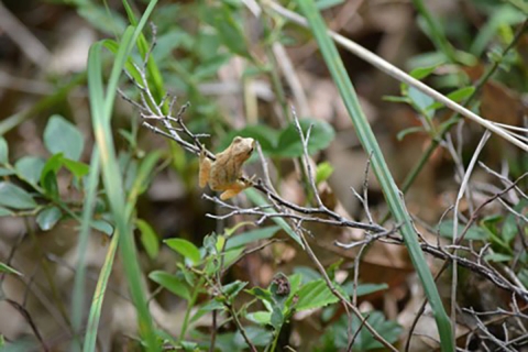 A small tan Spring Peeper frog sits on a thin barren branch in the forest with green plants on the forest floor in the background. 