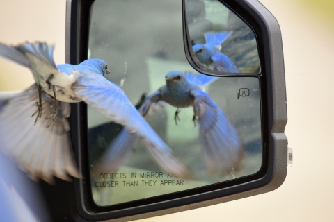 Mountain bluebird looking at its reflection