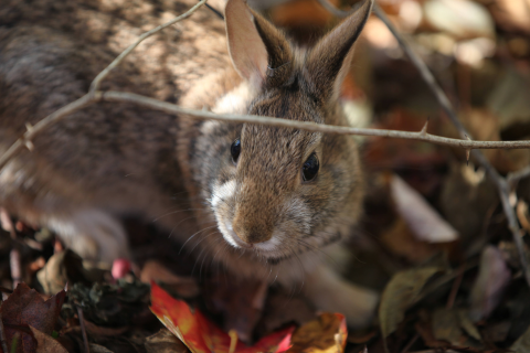 A brown-gray rabbit crouches on the ground under cover of brambles 