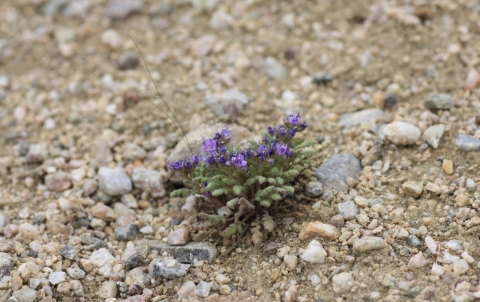 North Park phacelia, a small plant in rocky soil with purple flowers and green leaves