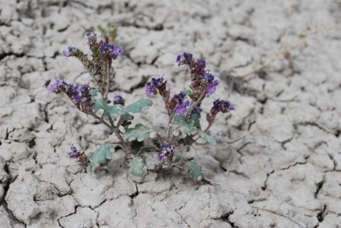 Image of North Park phacelia, a small plant in muddy soil with purple flowers and green leaves
