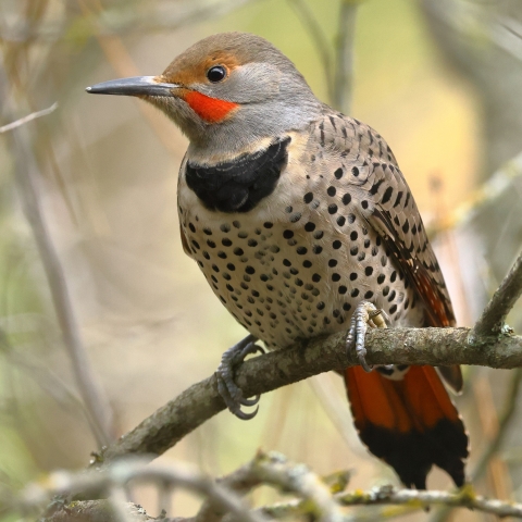 A woodpecker perched on a branch