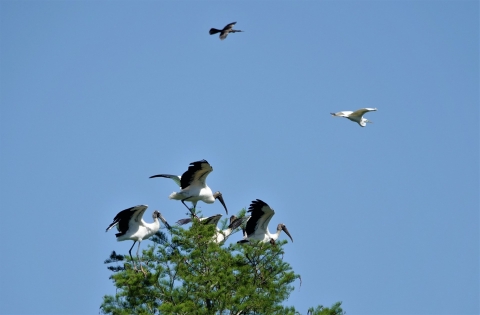 Wood storks lift off from a tree.