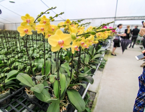Several yellow orchids inside of a greenhouse with people in the background.