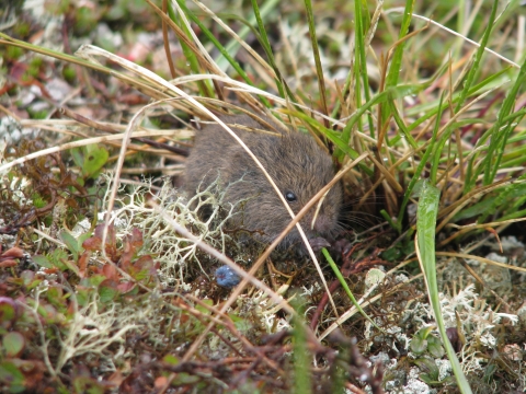 A northern bog lemming in grass