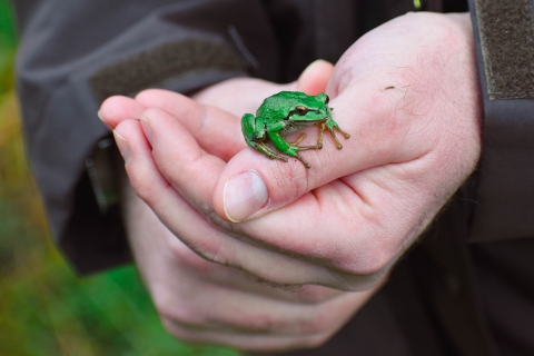 A pacific tree frog sits in the hands of a human