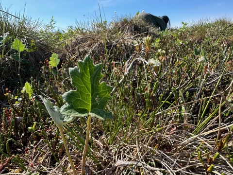 Large triangular leaf growing near short tundra plants