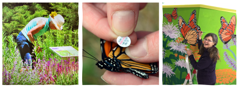 Get excited about monarch butterfly conservation, plant a garden, tag monarchs, and more!