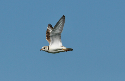a small white bird with brown tipped wings in flight
