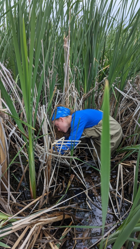 A biologist in a blue shirt bending over to inspect aquatic vegetation in a wetland.