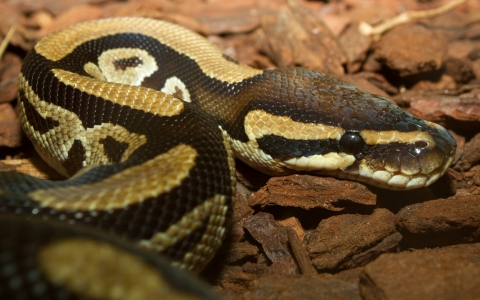 Close up head shot of a ball python
