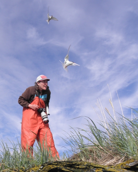 Biologist Robin Corcoran standing on a patch of grass. Two Arctic terns are flying near her, forcing her to lower her neck and raise her shoulders in an attempt to duck under their passes. 