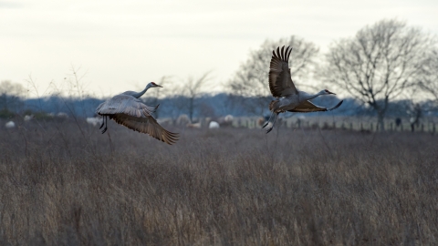 Sandhill cranes on the Katy Prairie Preserve