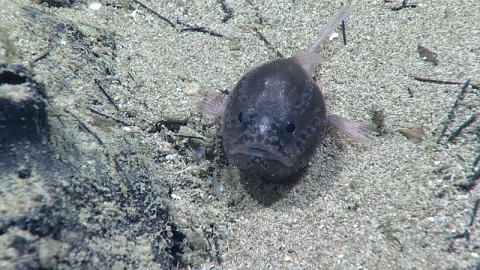 A sea toad sitting on the ocean's floor