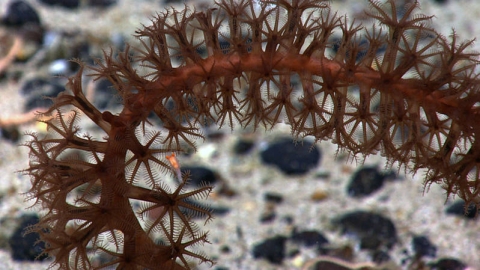Close-up of a sea pen colony