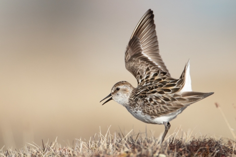 A beige-colored shorebird lifts one of its wings in a breeding display