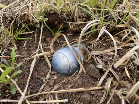 A scuffed, blue artillery shell sits in the dirt in a grassy area