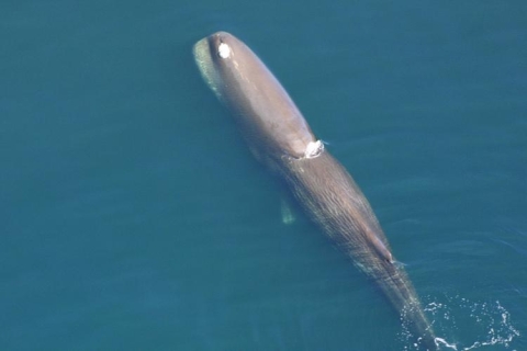 Sperm whale at water's surface