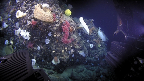 A large diversity of corals and sponges in a deep sea environment