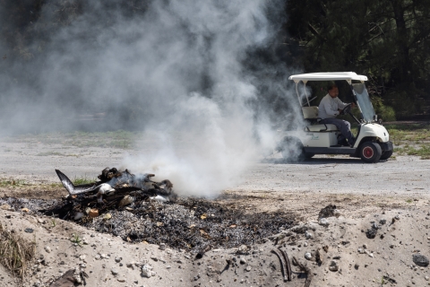 Collection of albatross chick carcasses