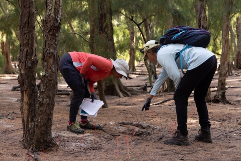 Monitoring Team in the Ballfield inspecting bait pellets marked by pink sticks