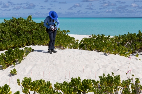 Member of EMT on North Beach inspecting bait pellets