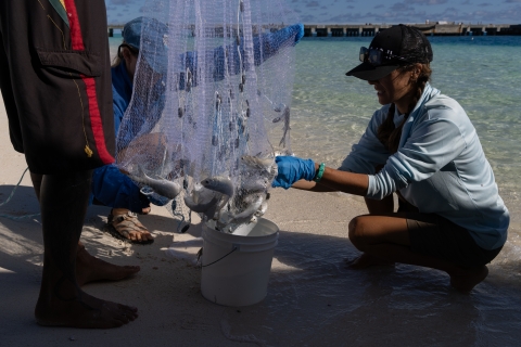 Environment Monitoring Team capturing and sampling fish near the cargo pier
