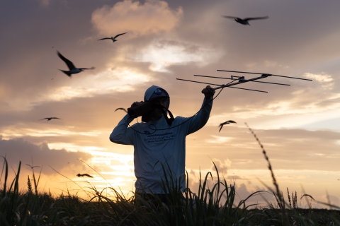 Member of Duck Team listening on duck transmitters