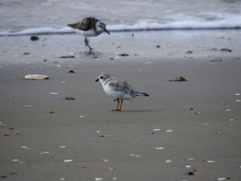a piping plover stands on the beach with a green leg band