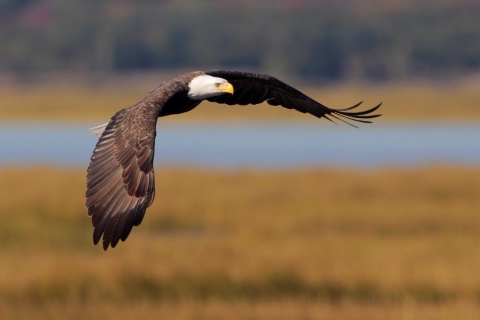 Bald eagle flying over Katy Prairie Preserve