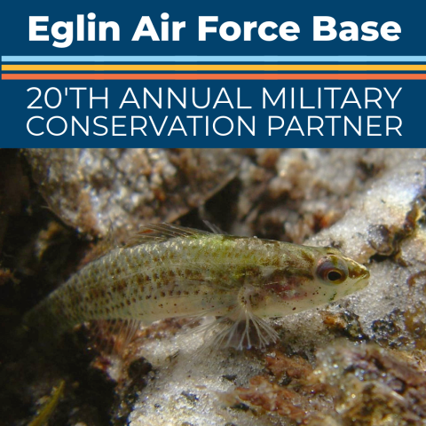 A small fish on a rocky stream bed. Text on image reads Eglin Air Force Base. 20th Annual Military Conservation Partner
